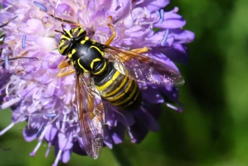 Spilomyia manicata